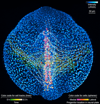 Filmata la ‘marcia’ dei neuroni nell’embrione