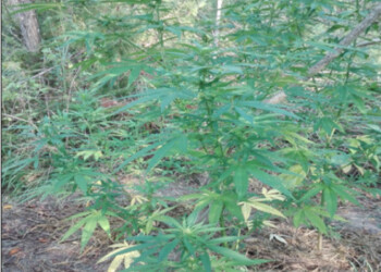 Fototrappole scoprono coltivatori canapa