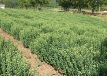 288, le imprese agricole condotte da under 35 nate in Lombardia