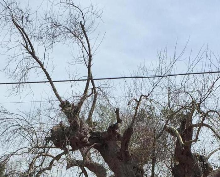 La Xylella avanza verso il Nord della Puglia, 61 nuovi alberi infetti