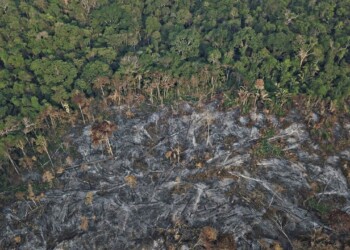 Le azioni del WWF in difesa dell’Amazzonia