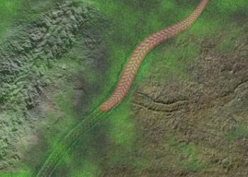 Le tracce più antiche di un animale sulla Terra – VIDEO