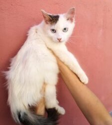 Messina: Pasty Ha tre mesi, è un maschietto e cerca casa