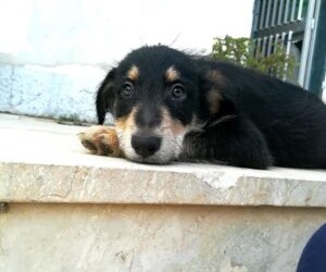 Messina: Rifugio Margherita -Bimbe belle ne abbiamo??? ASIA, tre mesi, futura taglia media.