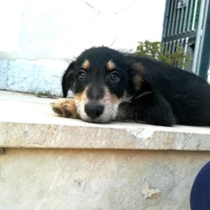 Messina: Rifugio Margherita -Bimbe belle ne abbiamo??? ASIA, tre mesi, futura taglia media.