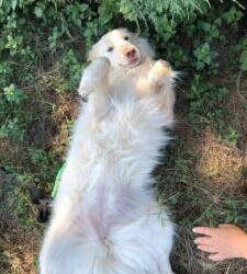 MESSINA: Rifugio Margherita -Molly, due anni, trovata in strada cerca casa!!!