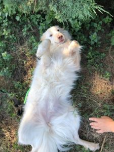 MESSINA: Rifugio Margherita -Molly, due anni, trovata in strada cerca casa!!!