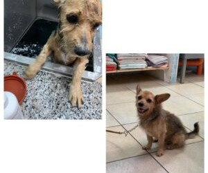 Messina:6 settembre 2019 – Questo piccoletto, di taglia piccola, incrocio di Yorkshire, è stato trovato a Giampilieri Superiore ….CERCA CASA!!!!