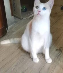 MESSINA: DAVID bellissimo micio incrocio simil Siamese cerca casa