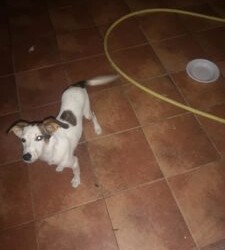 MESSINA: Faro Superiore-Vi presentiamo Leila, una dolce cagnolina simil jackrussel, taglia medio piccola cerca casa!!!!!
