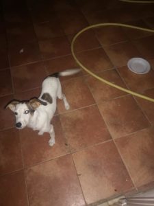 MESSINA: Faro Superiore-Vi presentiamo Leila, una dolce cagnolina simil jackrussel, taglia medio piccola cerca casa!!!!!