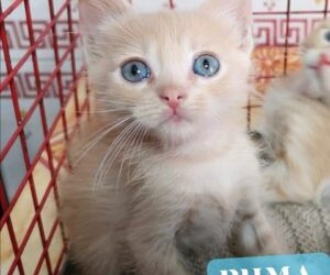 MESSINA: PUMA cerca casa  magnifico gattino maschietto arancione cipria