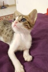 Messina: Robin ha un mese e mezzo recuperato dal motore di una auto