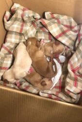 Messina:Si cerca famiglia per questi cuccioli!!