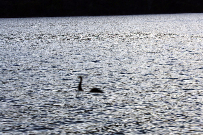 Nessun dinosauro, Nessie sarebbe un’anguilla gigante