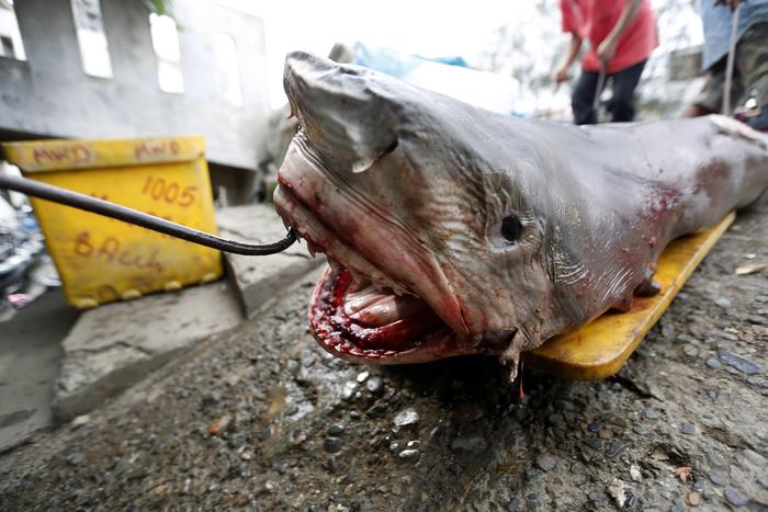 Ocean Indiano, rischio estinzione squali