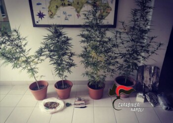 Piante marijuana in casa, arrestato