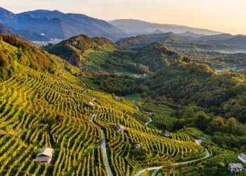 Prosecco, vendemmia Docg al via dal 14 settembre