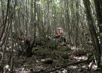 Scomparve da casa, riprendono ricerche