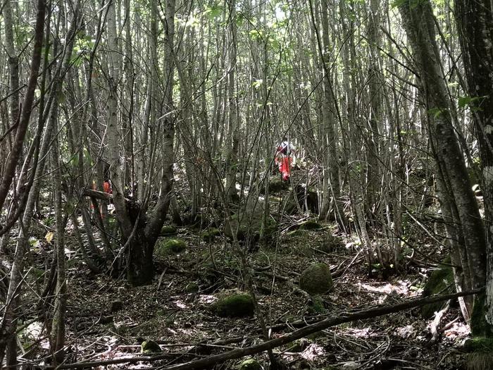 Scomparve da casa, riprendono ricerche