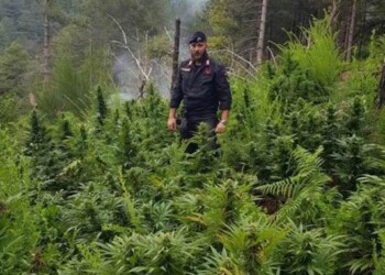 Scoperta piantagione droga nel Reggino