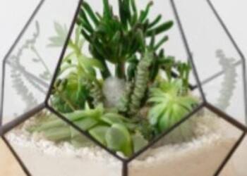 Sostenibilità: terrarium, guida per un mini-giardino da interno  
