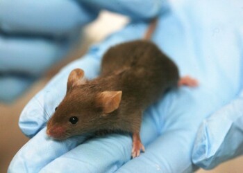 Sperimentazione animale, a rischio molte ricerche in Italia