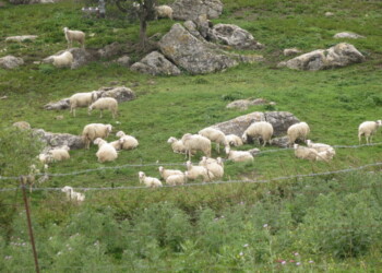 Stalking con pecore, pastore a giudizio