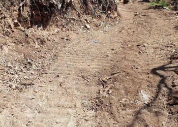 Strada abusiva in un bosco, una denuncia