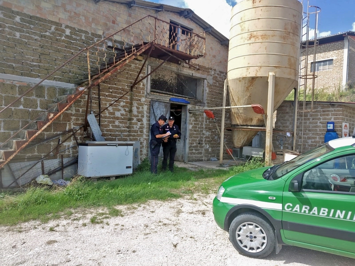 Suini morti per disidratazione, denuncia