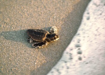 82 tartarughine nate nella spiaggia di Selinunte in Sicilia
