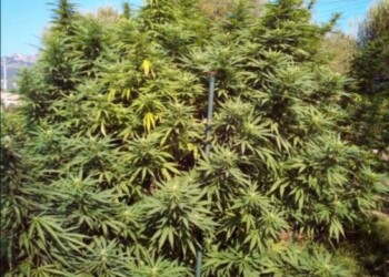Trasforma podere in piantagione cannabis