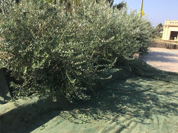 Xylella:Regione rivede sanzioni Arif