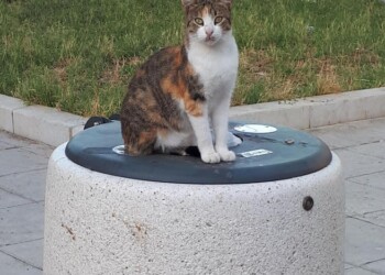 18 gatti in un box a Palermo, due denunce