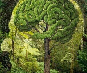 In Italia sempre più persone fanno affidamento all’Ecopsicologia