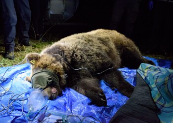 Barbara, l’orsa delle tre Aree Protette: la conservazione dell’orso marsicano passa attraverso l’espansione del suo areale