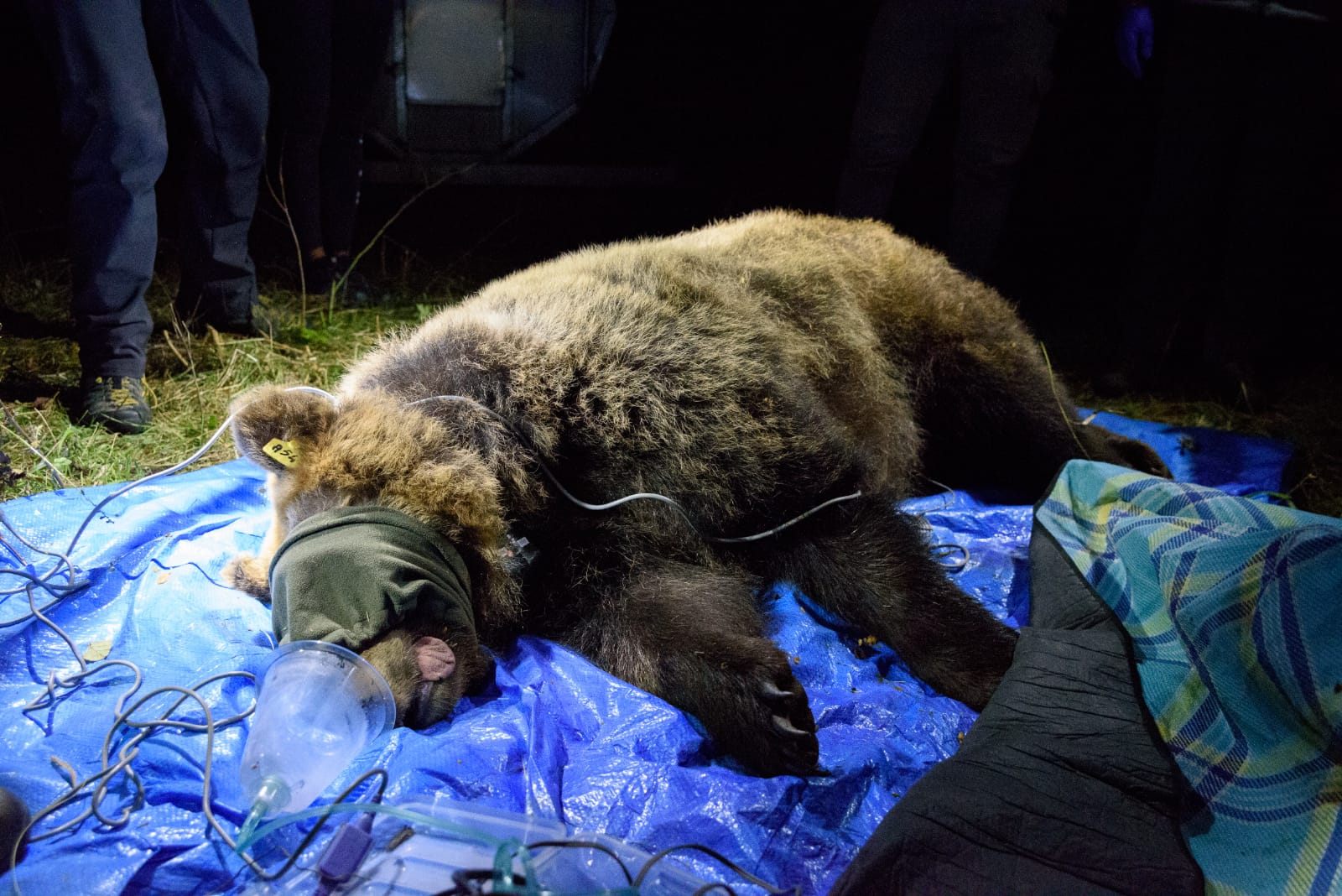 Barbara, l’orsa delle tre Aree Protette: la conservazione dell’orso marsicano passa attraverso l’espansione del suo areale