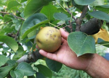 Agricoltura: Bellanova, 80 milioni per le imprese colpite da cimice