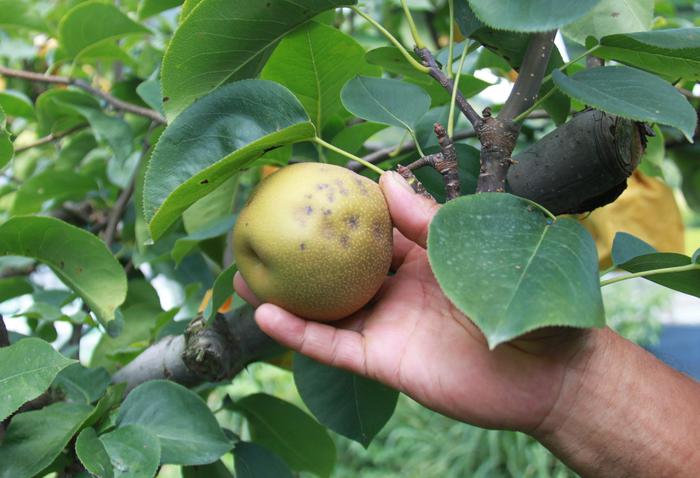 Agricoltura: Bellanova, 80 milioni per le imprese colpite da cimice
