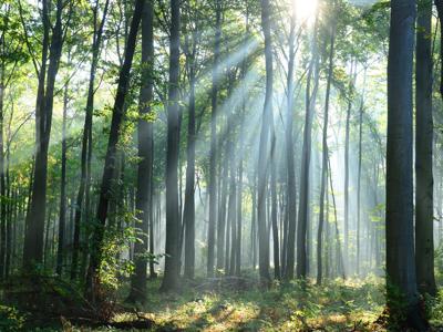 al via campagna 'amo la carta', leggere non consuma alberi