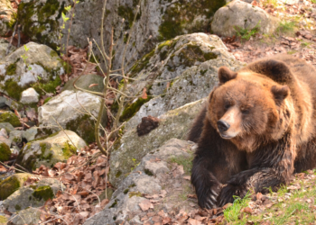 Al via il progetto europeo per la convivenza uomo-orso