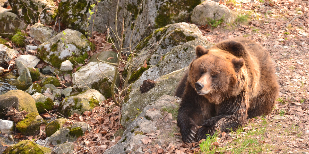 Al via il progetto europeo per la convivenza uomo-orso