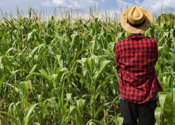Alimenti: Fao, 14% del cibo perso prima di arrivare sullo scaffale  