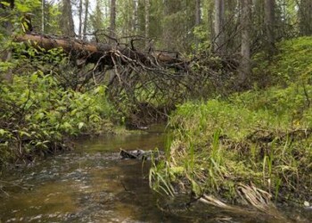 Ambiente: Greenpeace, protetta in Russia foresta grande come Belgio
 