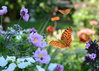 Ambiente: in Australia a caccia di farfalle, ma per salvare la specie  