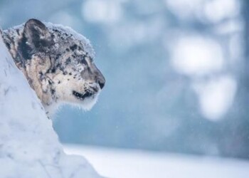 Animali: sos leopardo delle nevi, sul pianeta solo 4mila esemplari  