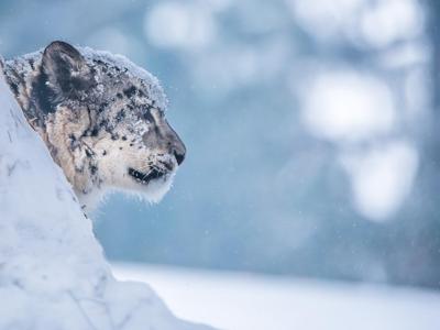 Leopardo delle nevi, sul pianeta restano solo 4mila esemplari