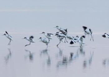 Animali: torna Eurobirdwatch, il 5 e 6 ottobre in Italia 50 appuntamenti  