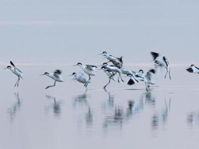 Animali: torna Eurobirdwatch, il 5 e 6 ottobre in Italia 50 appuntamenti  