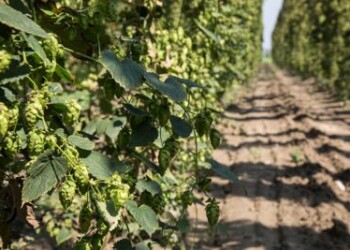 Arriva nuova birra con luppolo made in Italy  